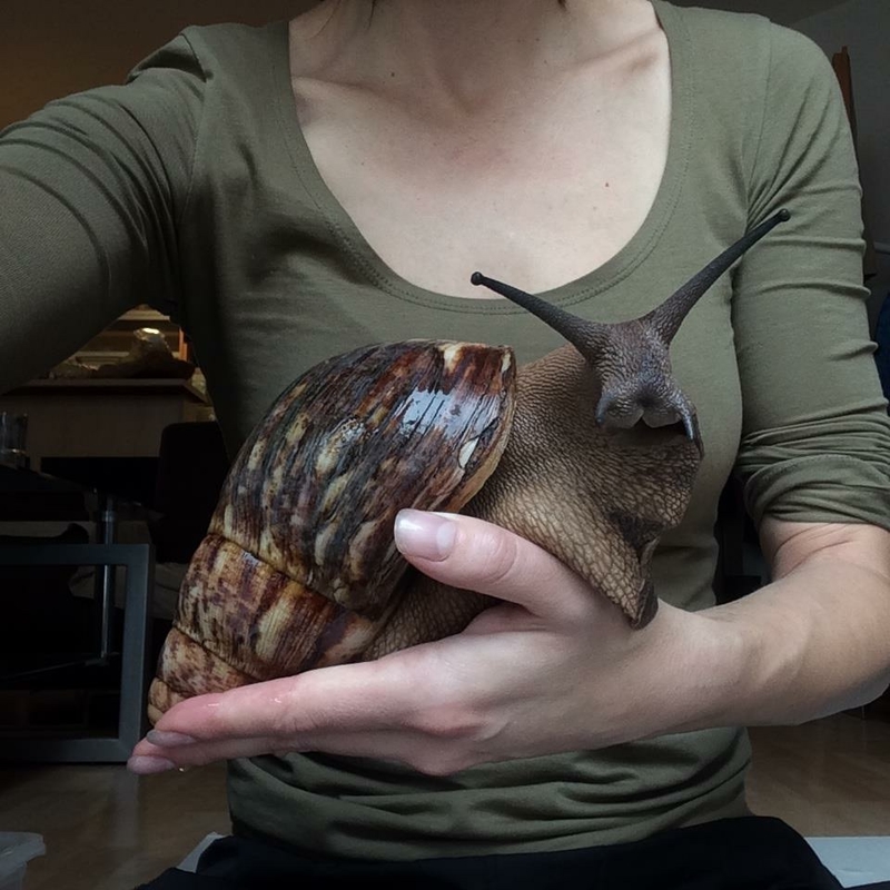 Um Coelho-Caracol? Um Caracol-Coelho? | Imgur.com/TheRealMrCrowley