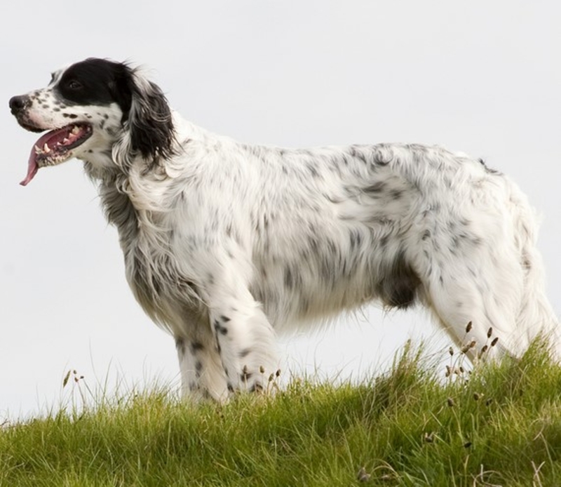 English Setter | Shutterstock