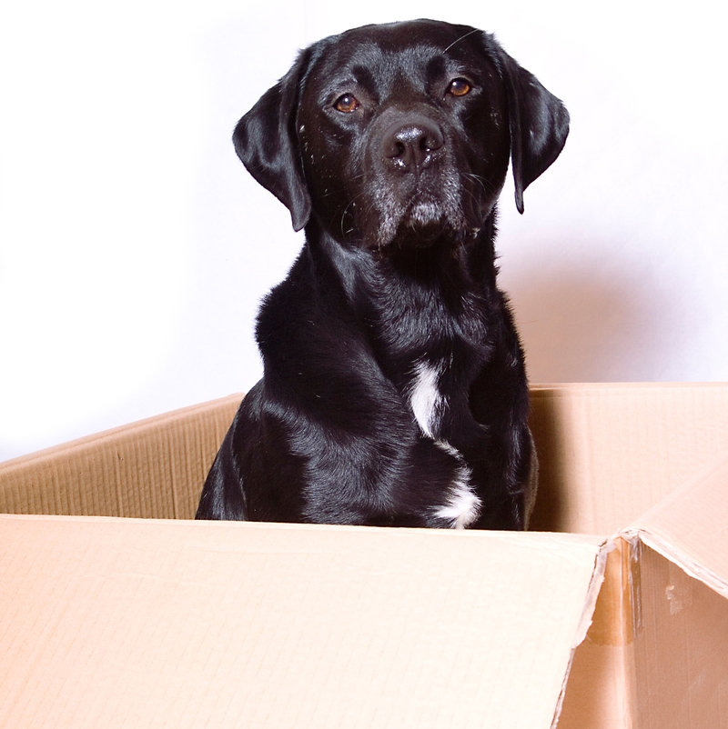 This Labrador Helps His Owner Lick Stamps | Alamy Stock Photo