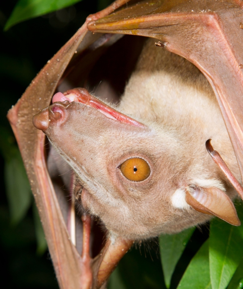 Morcego-cabeça-de-martelo | Alamy Stock Photo