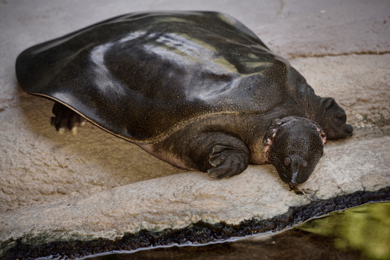 Tartaruga de casca mole gigante de Cantor | Alamy Stock Photo