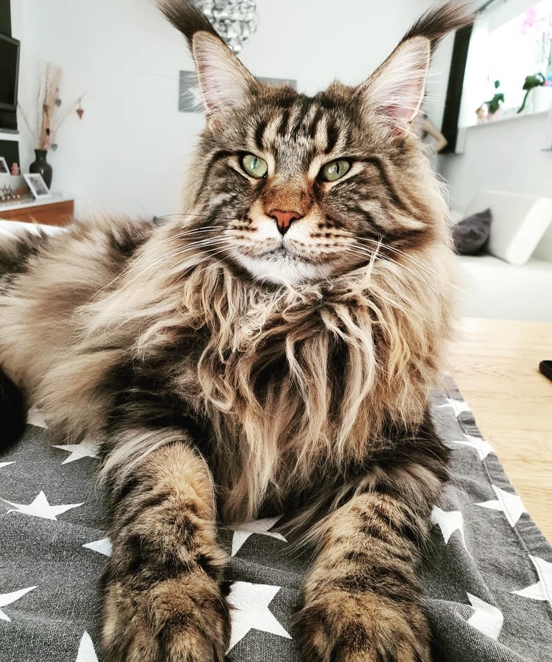 Time for Some Big Boys | Instagram/@hugo_and_nemo_the_mainecoons