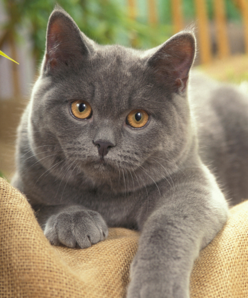 It’s a Very Normal-Looking Cat | Alamy Stock Photo