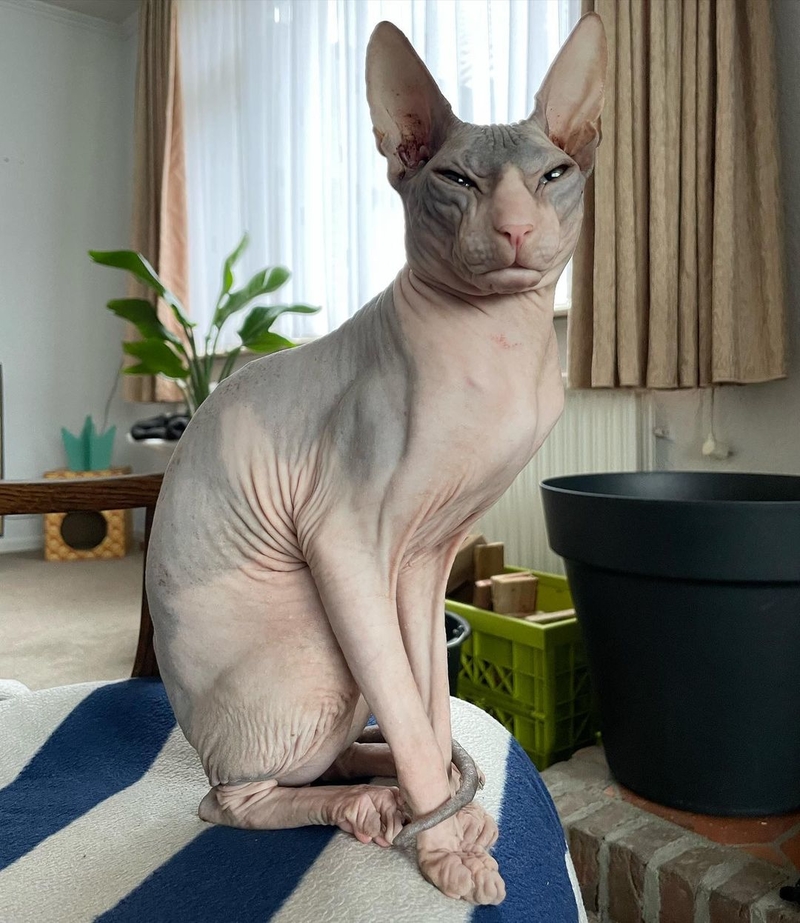 Looks Like a Mob Boss | Instagram/@donsphynx_silver_and_xena