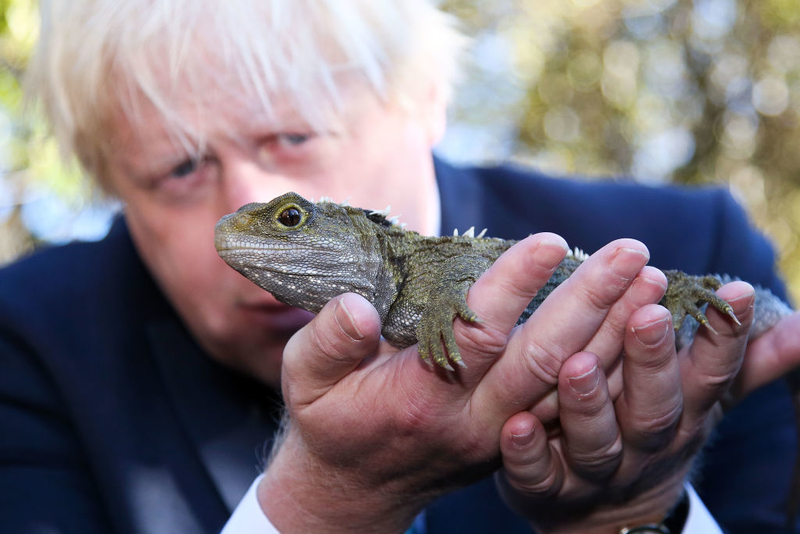 Tuatara | Getty Images Photo by Hagen Hopkins-Pool