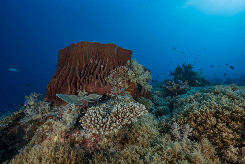 Sea Sponge | Getty Images Photo by Alexis Rosenfeld