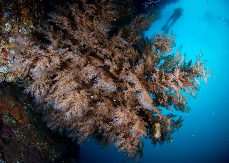 Coral | Getty Images Photo by Luis Javier Sandoval/VW Pics/Universal Images Group