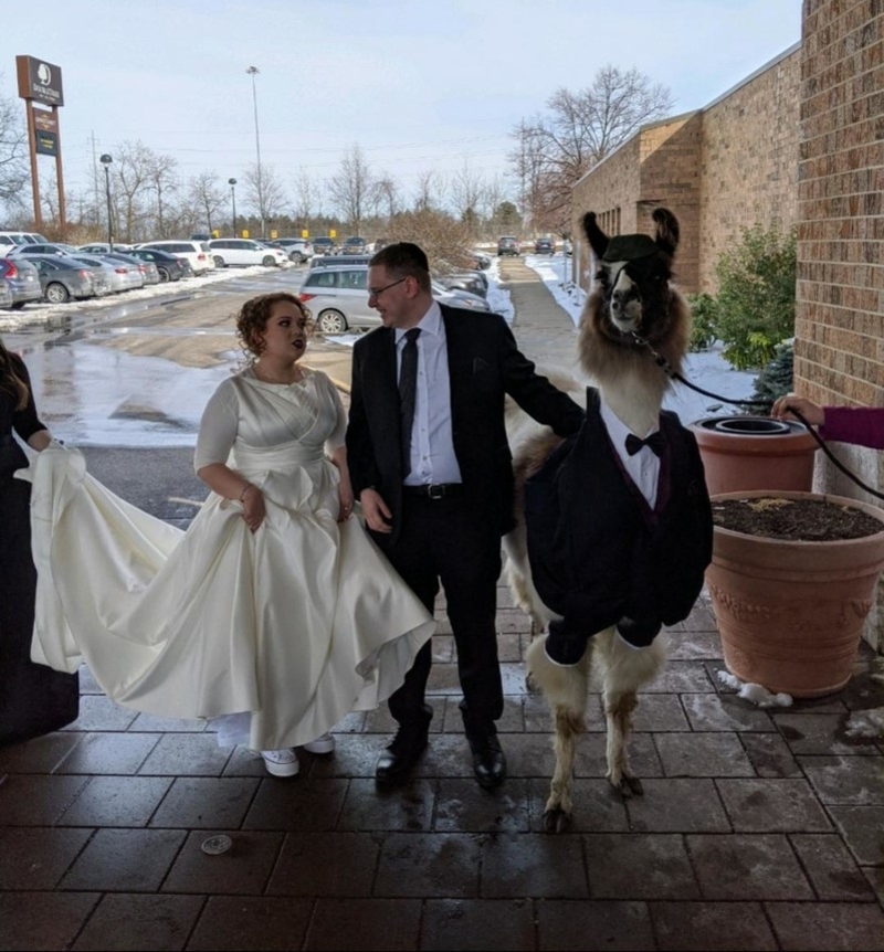 La llama de la boda | Reddit.com/DJ117Xx