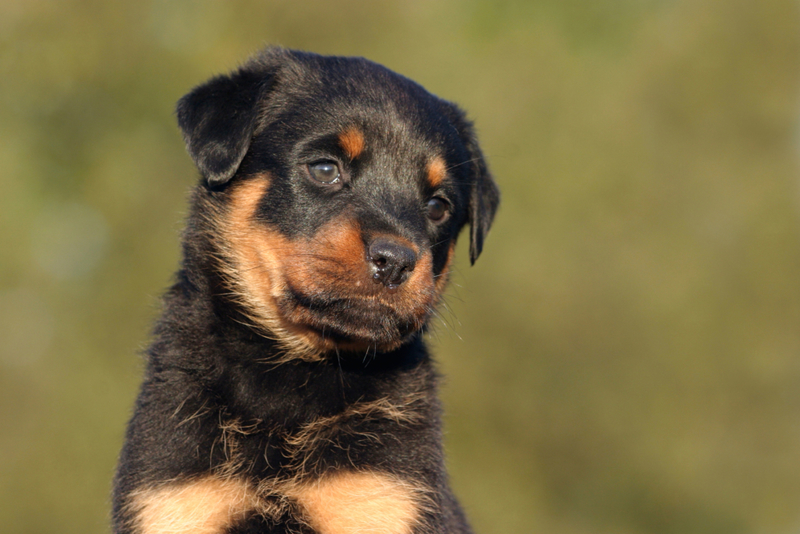 The English Mastweiler | Alamy Stock Photo