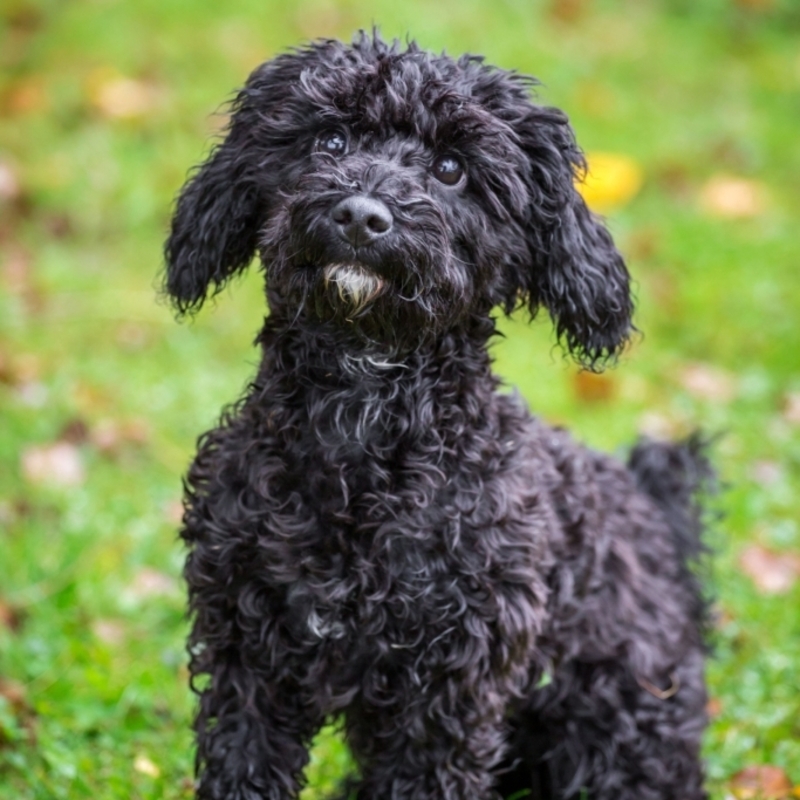 The Poochin | Alamy Stock Photo