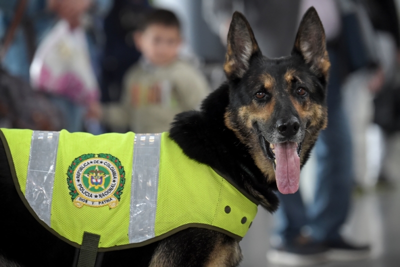 Esse cão Pastor Colombiano ajudou a prender mais de 200 traficantes | Getty Images Photo by Raul ARBOLEDA / AFP