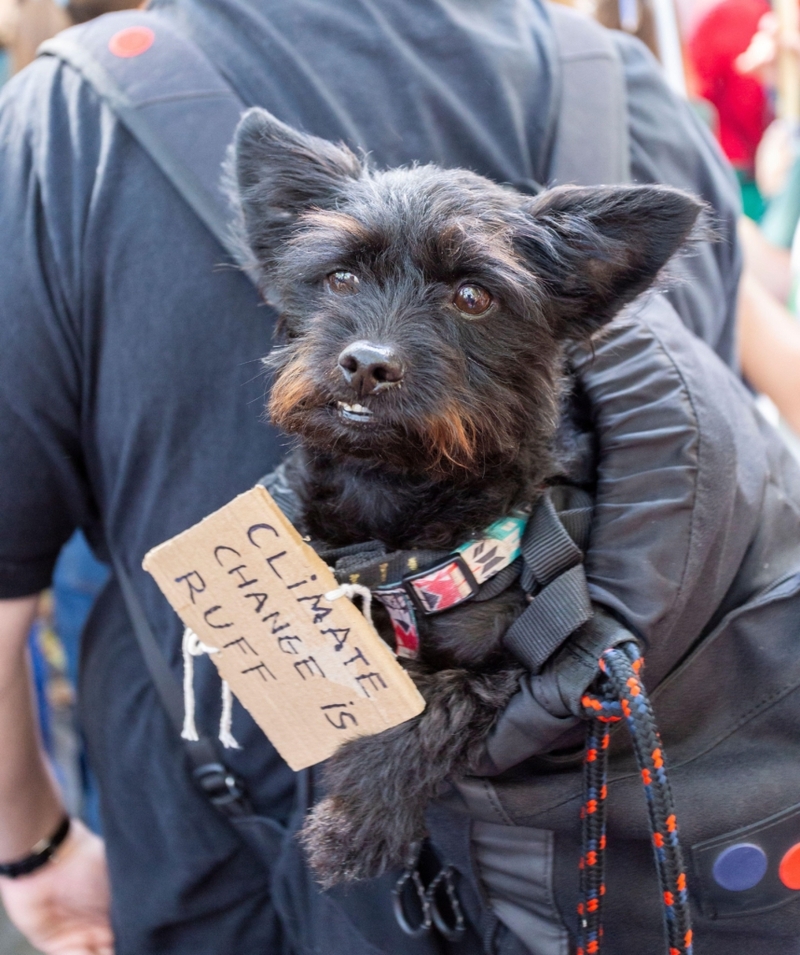 A Ruff Rider | Alamy Stock Photo