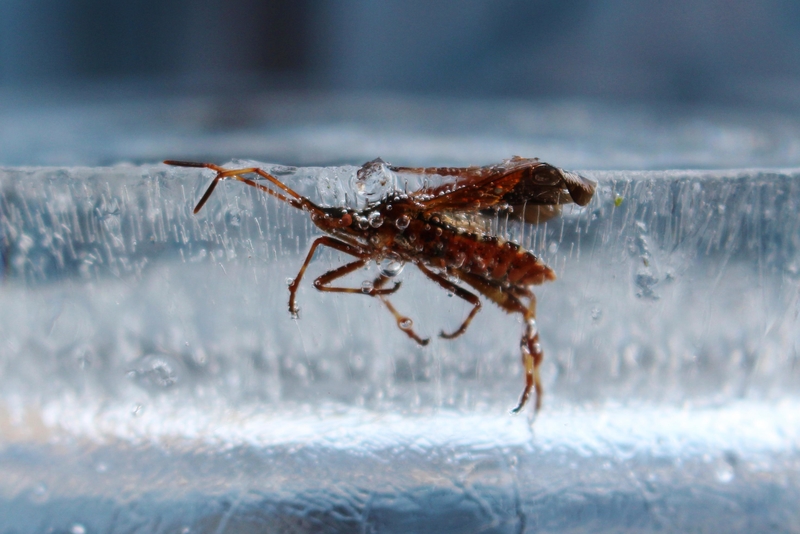 Trapped Insect | Alamy Stock Photo by Sophie Sullivan 