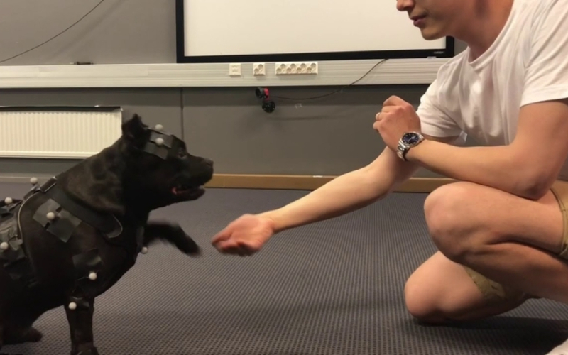 Dieser Staffordshire Bull Terrier hilft Videospiel-Animatoren | Twitter/@remedygames