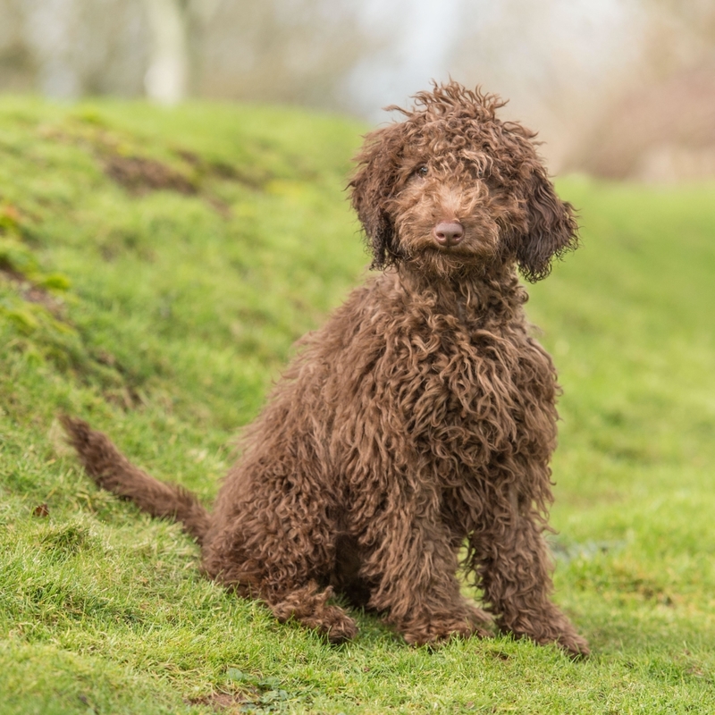 Labrador (engl. Labradoodle) | Alamy Stock Photo