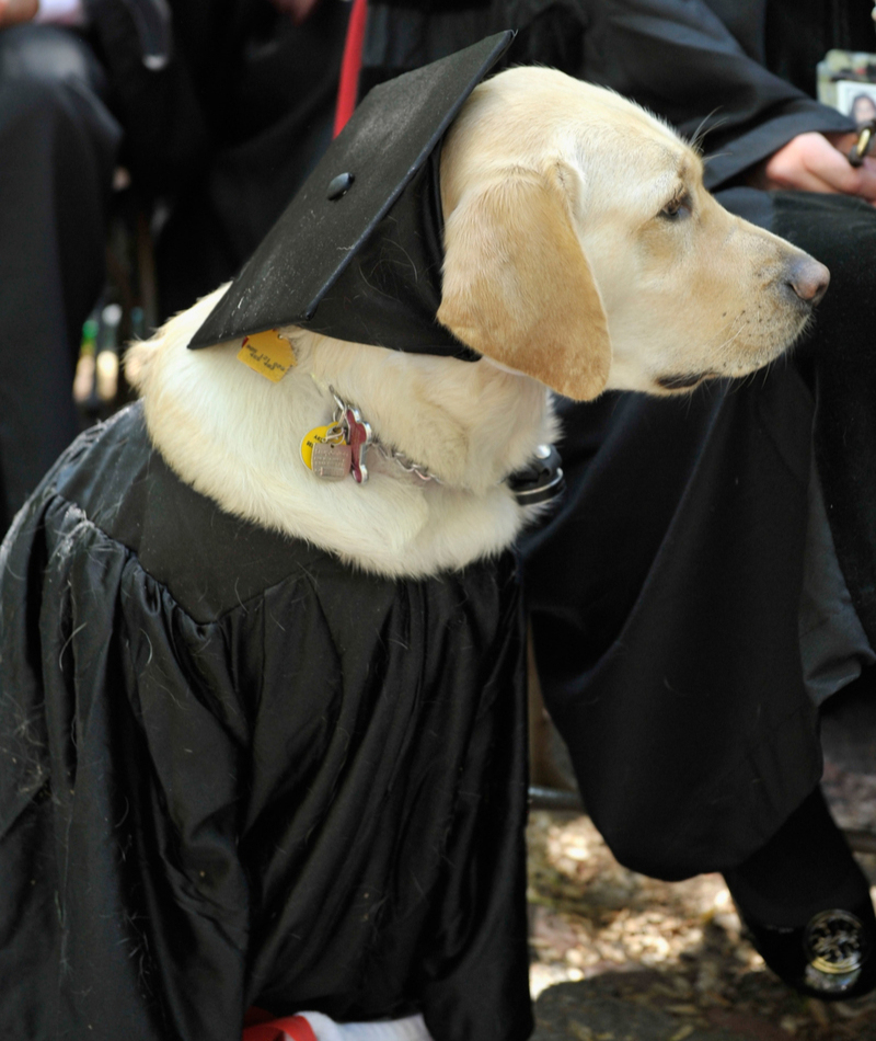 Dieser Golden Retriever erhielt die Ehrendoktorwürde der Johns Hopkins University | Getty Images Photo by Paul Marotta