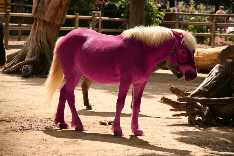 Ela Pintou Cavalos Com Spray | Flickr Photo by Pascal Terjan