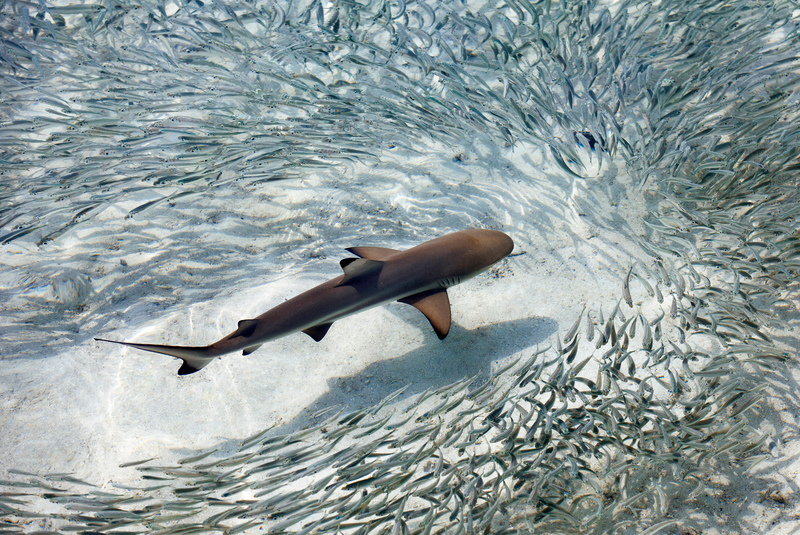 OCEAN LIFE | Alamy Stock Photo by Sakis Papadopoulos/robertharding