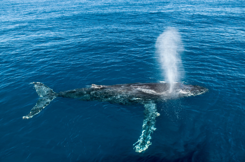 UMA BELA BALEIA | Alamy Stock Photo by Mark Carwardine/Nature Picture Library 