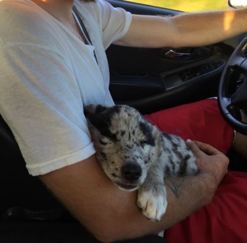 Dormido en el regazo de papá | Instagram/@lunatheborderaussie