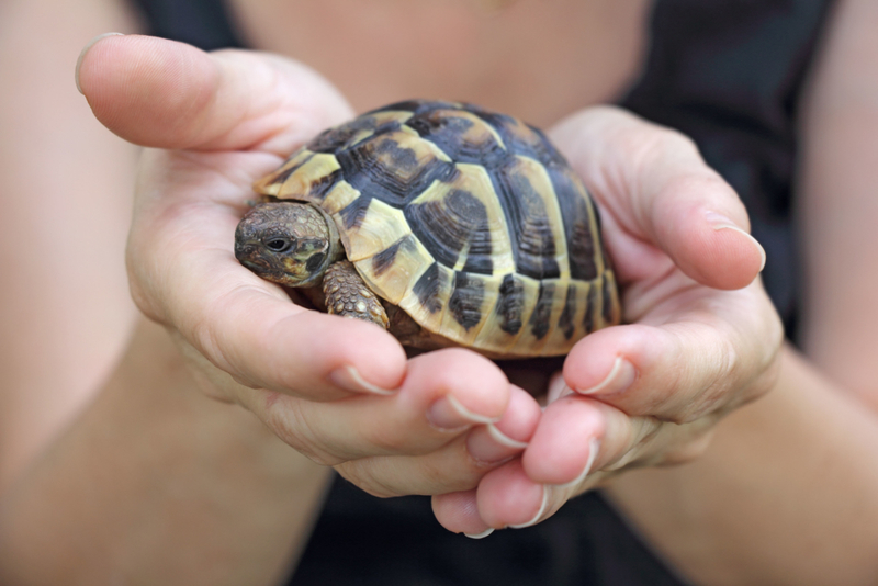 Keine Haustierreptilien | Alamy Stock Photo by Ivan Smuk 