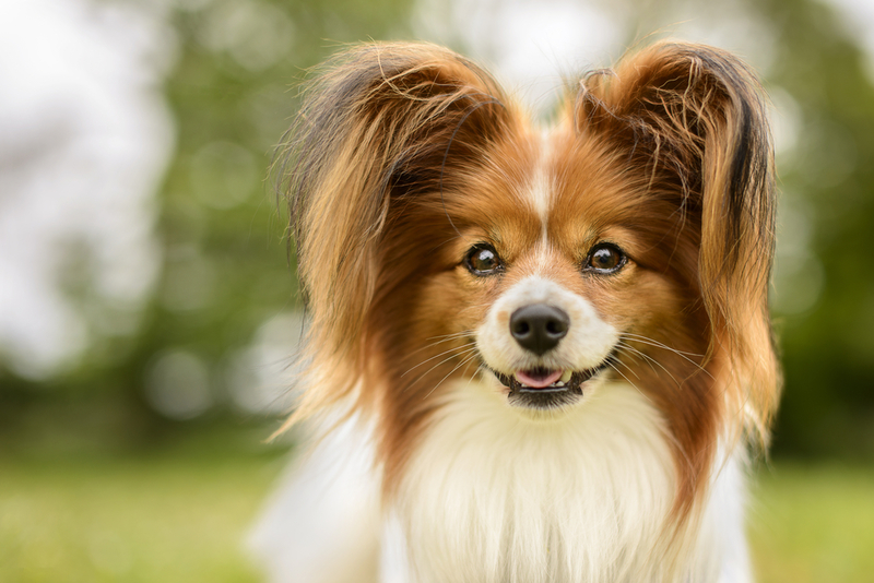 Papillon (Spaniel Continental Toy) | Shutterstock 