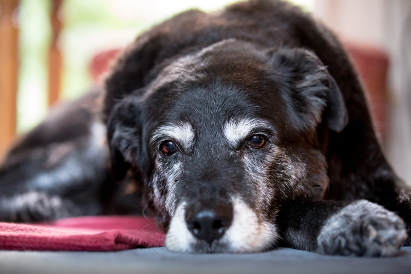 Perros adultos | Shutterstock