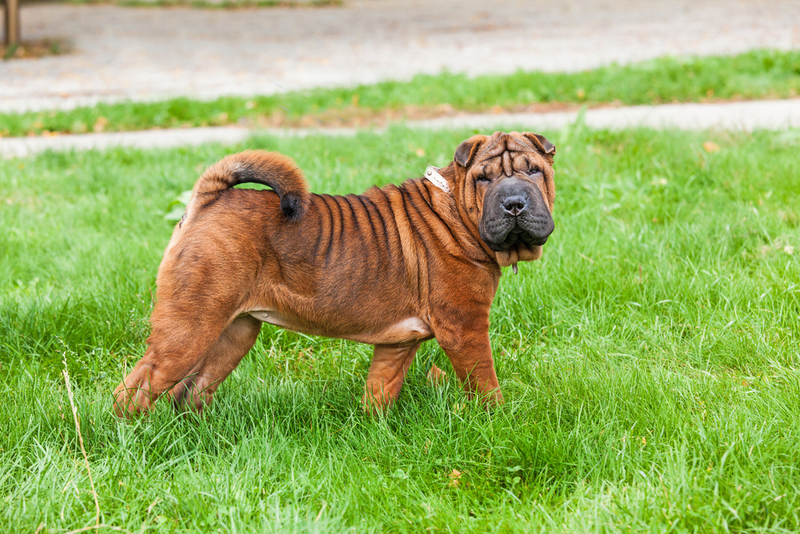  Shar-Pei chino | Shutterstock 