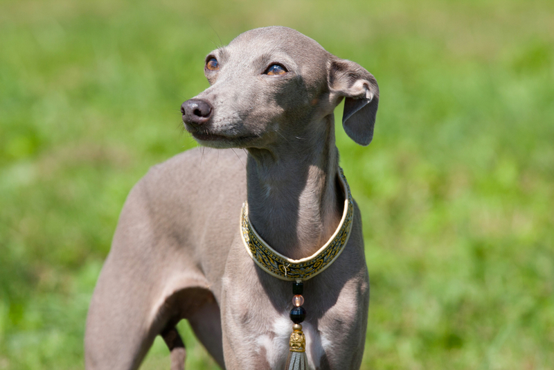 Galgo italiano | Shutterstock 