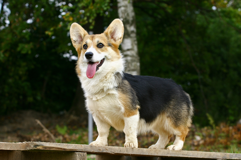 Corgi galés Pembroke | Shutterstock 