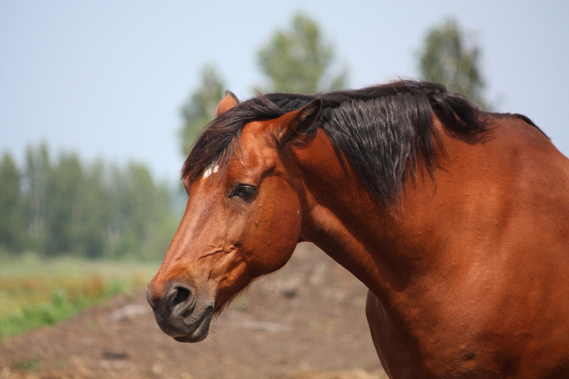 Todos excepto el caballo | Shutterstock