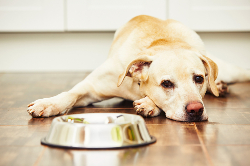 Lack of Appetite | Getty Images Photo by Chalabala