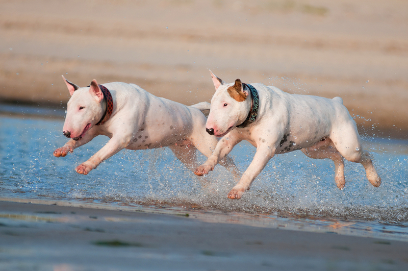 Bullterrier | Shutterstock