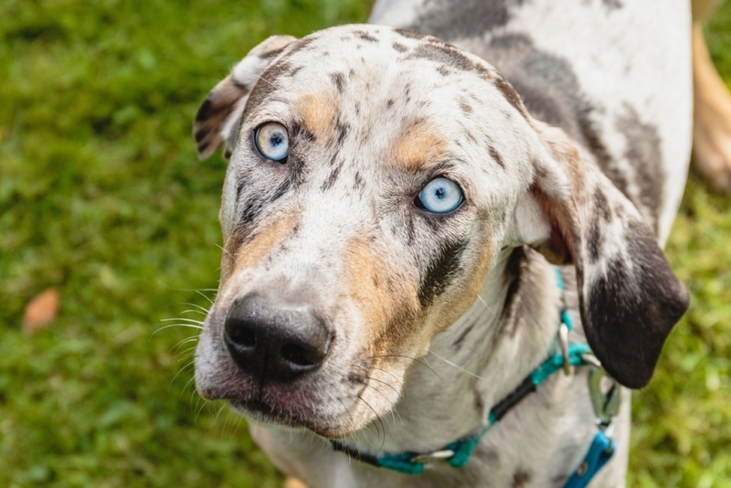 Catahoula Leopard Dog | Alamy Stock Photo