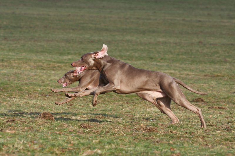 Weimaraner | Alamy Stock Photo