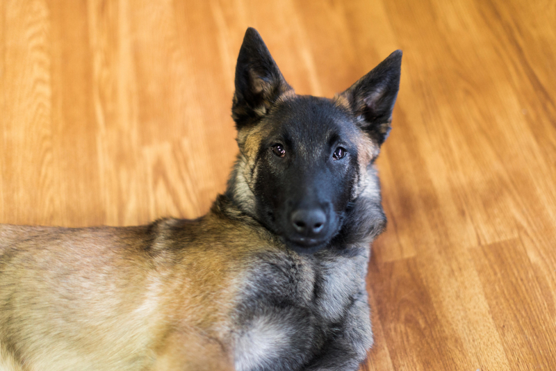 Belgischer Malinois | Alamy Stock Photo