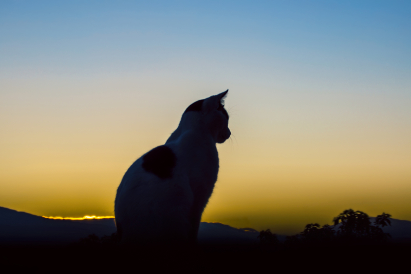 Gatos ficam acordados de madrugada | Getty Images Photo by Kryssia Campos