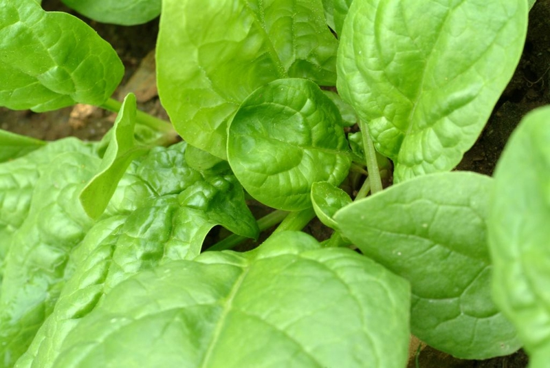 Grow Your Own Garden | Getty Images Photo by Bildagentur-online/Universal Images Group