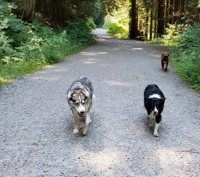 Ein regelmäßiger Start in den Tag | Facebook/@AnnettesDoggieDaycare