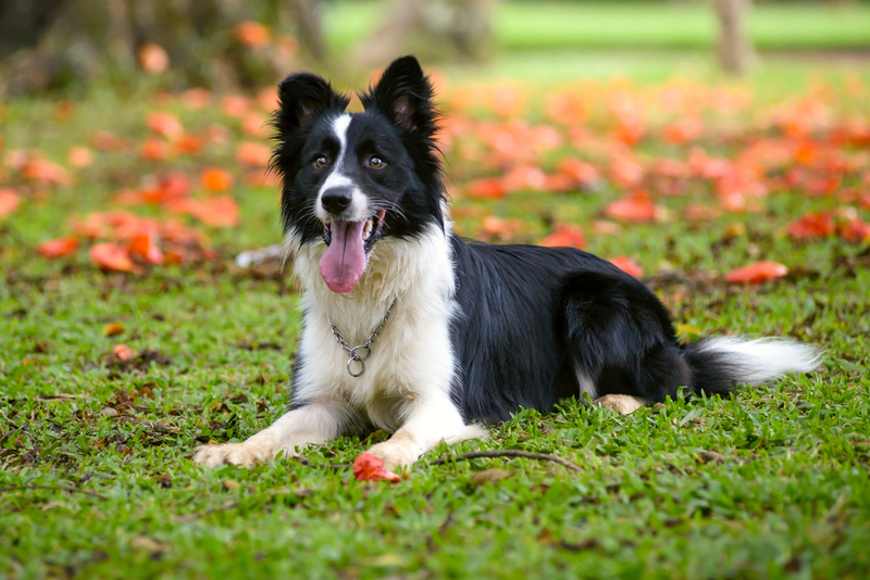 Border-Collie | Shutterstock