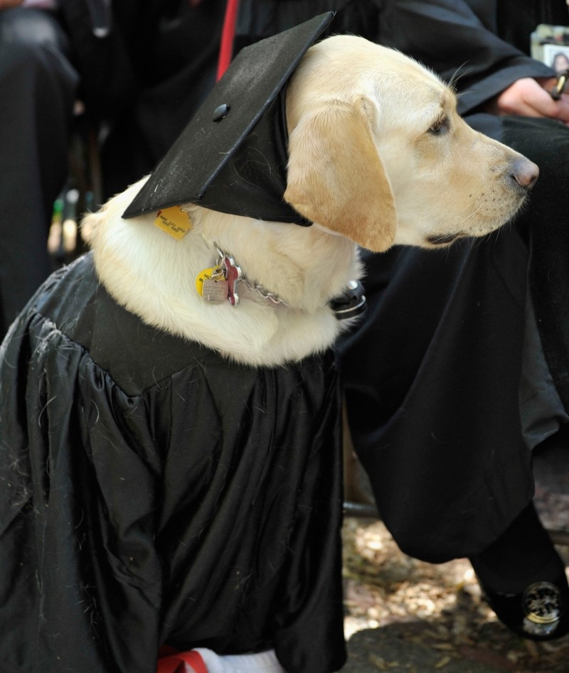 Dieser Golden Retriever erhielt die Ehrendoktorwürde der Johns Hopkins University | Getty Images Photo by Paul Marotta