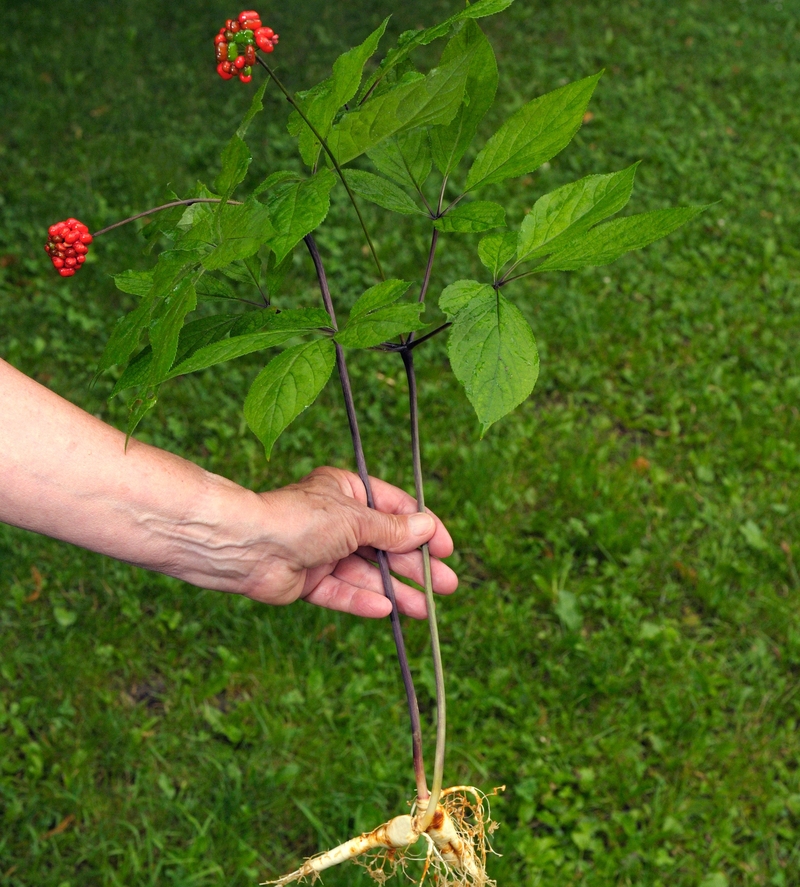 Ginseng | Alamy Stock Photo