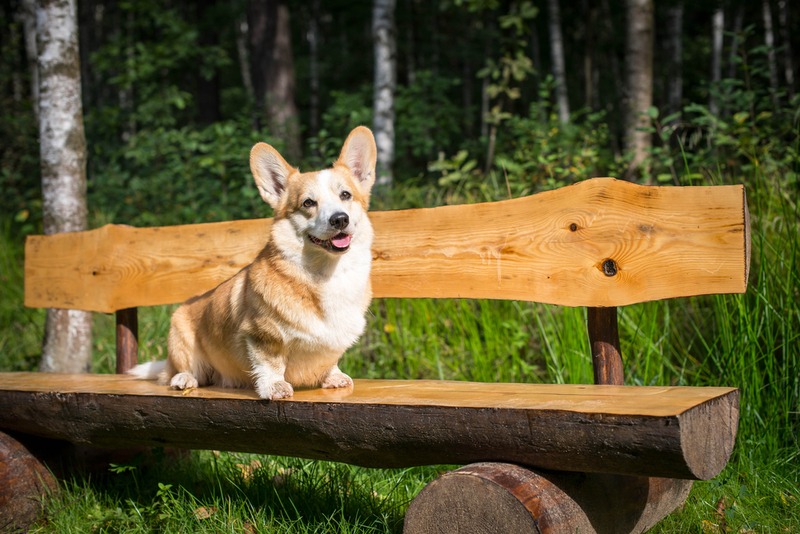 Pembroke Welsh Corgi | Shutterstock