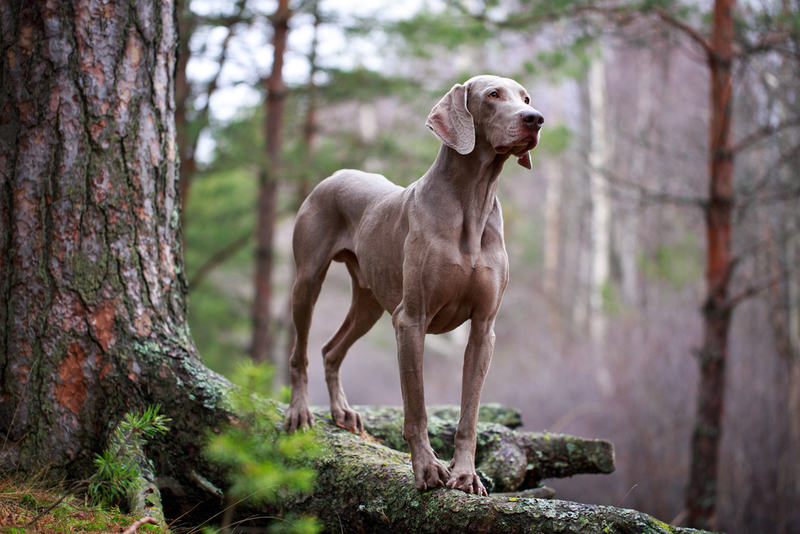 Weimaraner | Shutterstock