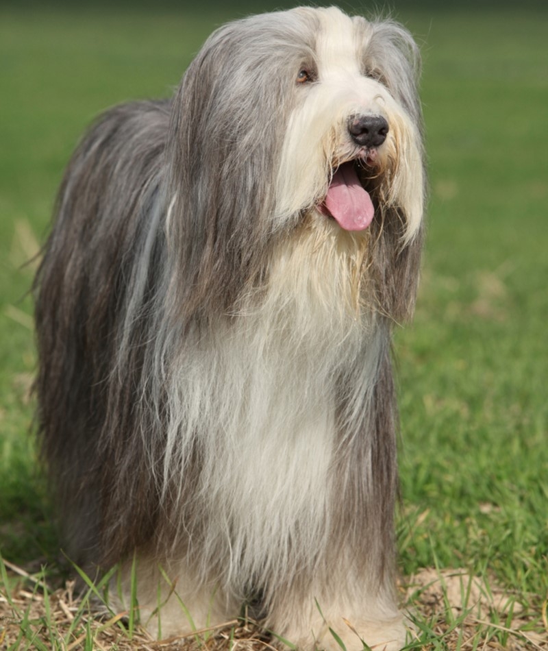 Bearded Collie | Shutterstock