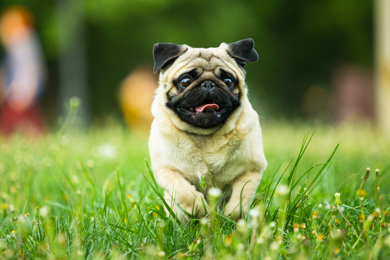 Mops | Shutterstock