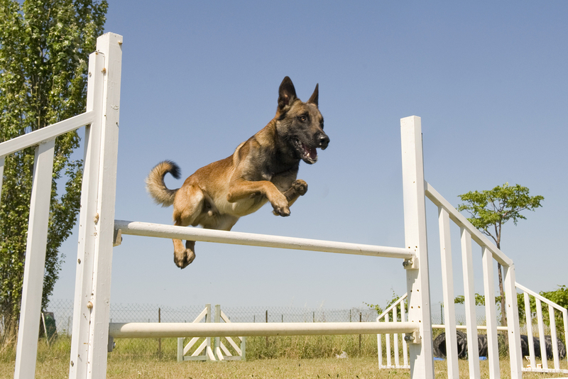 Belgische Malinois nehmen an Kampfeinsätzen der Navy SEALs teil | Shutterstock