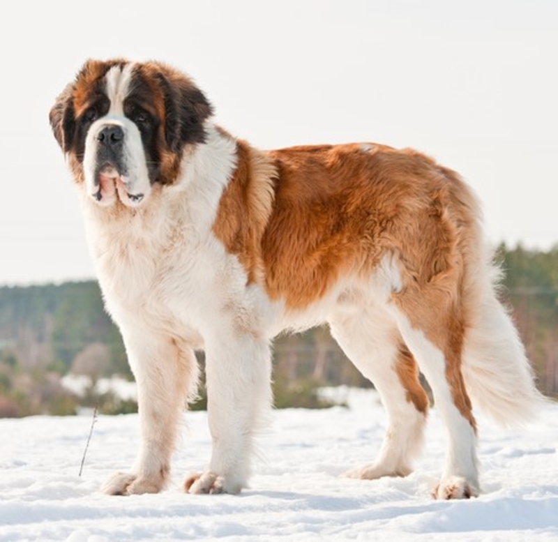 Saint Bernard | Shutterstock