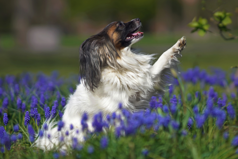 Raising Their Paws | Getty Images Photo by Eudyptula