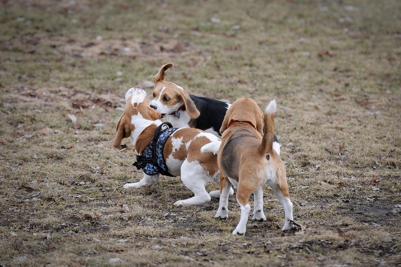 The Reason for Biting | Getty Images Photo by Jaap Arriens/NurPhoto